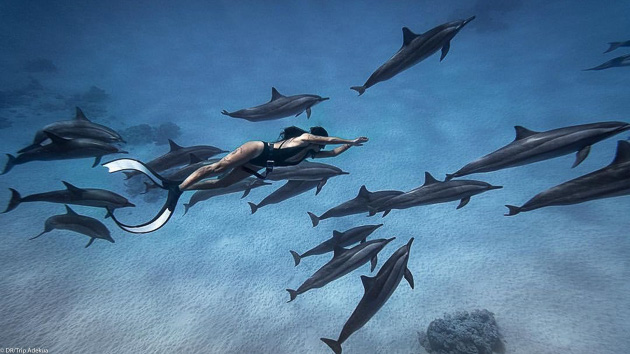 Nagez avec les dauphins en mer Rouge pendant votre croisière sur un voilier
